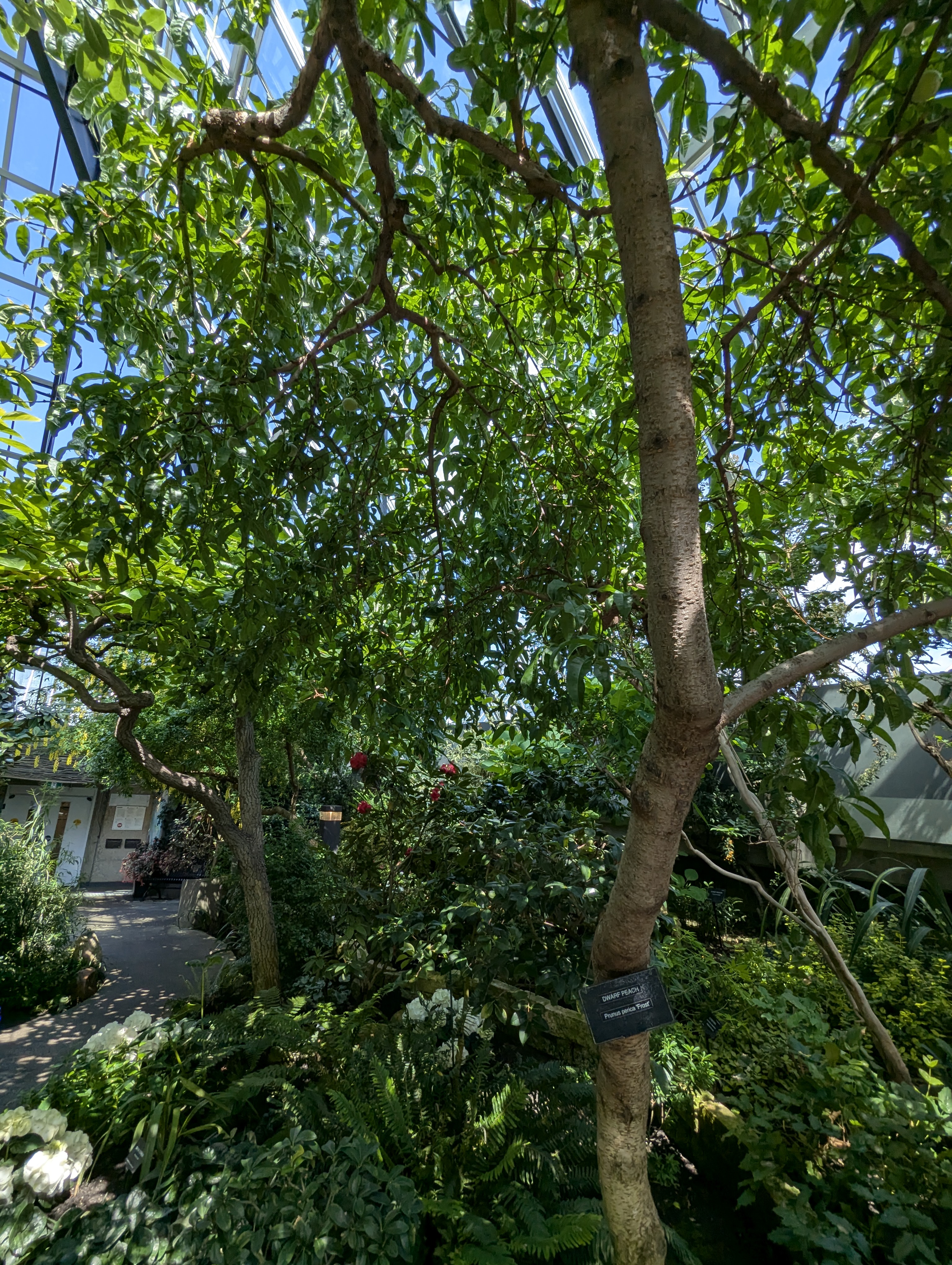 Birthday Trip to Canada, Edmonton, Pyramids, Muttart Observatory